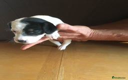 Parson Russell dogs for sale: 1st Amazing Litter - Image 14