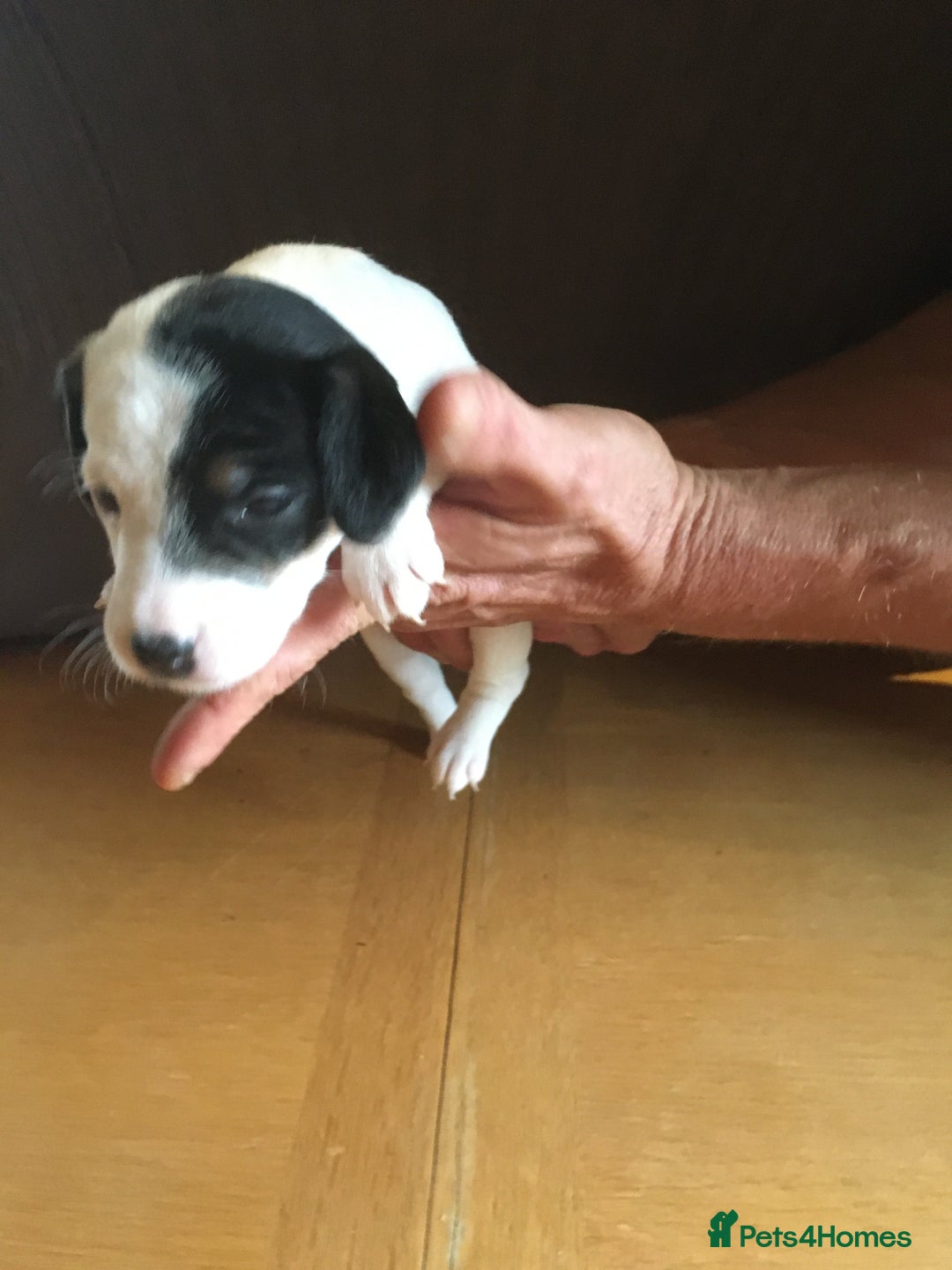 Parson Russell dogs for sale: 1st Amazing Litter - Image 14