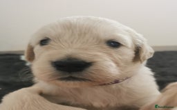 Golden Retriever dogs for sale: Golden Retriever puppies - Image 16
