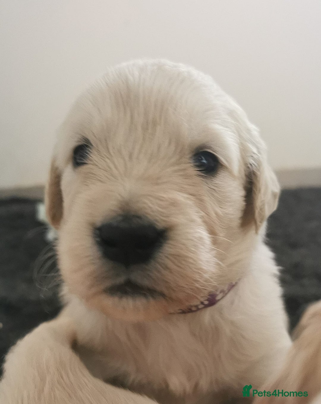Golden Retriever dogs for sale: Golden Retriever puppies - Image 16