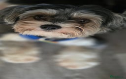 Yorkshire Terrier dogs for sale: Yorkshire Terrier tri colour (biewer)  - Image 2