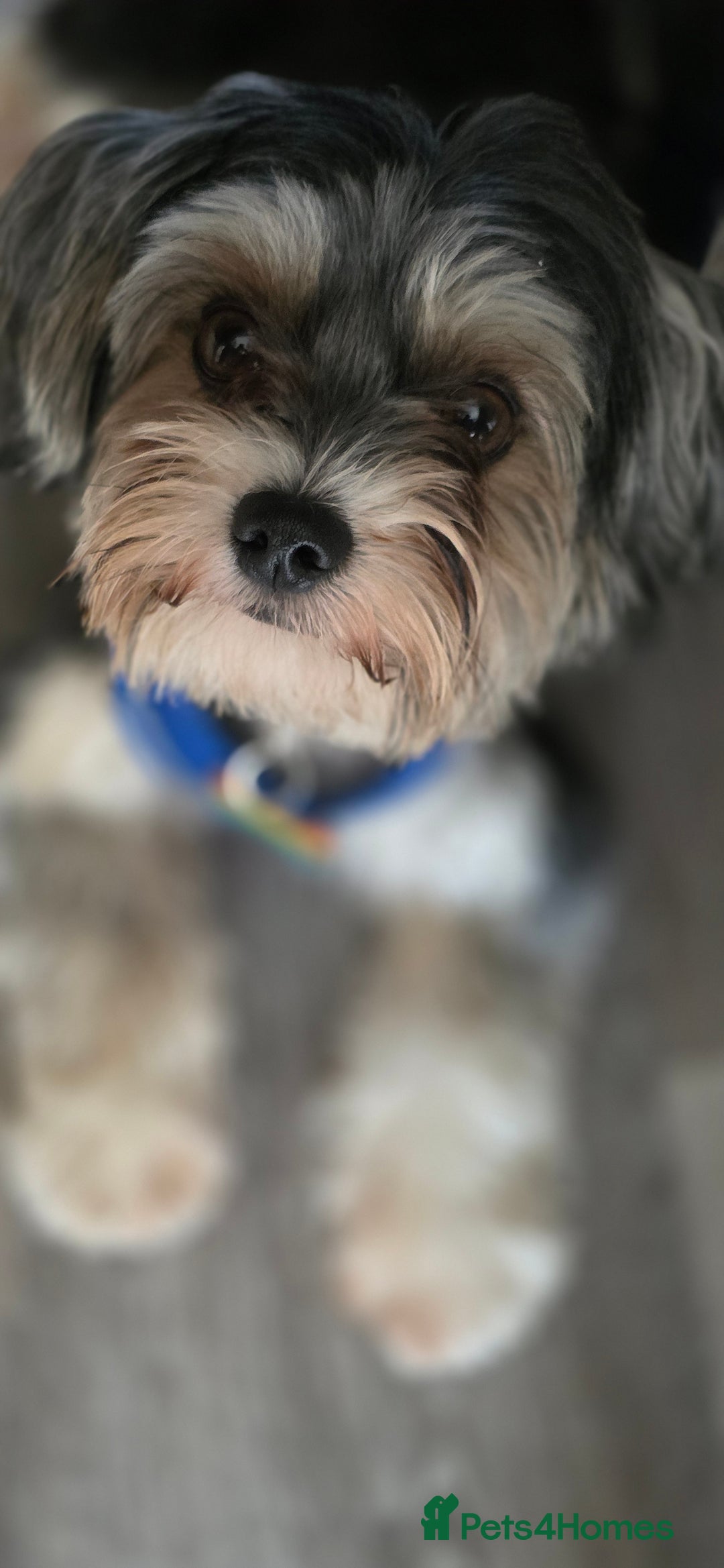 Yorkshire Terrier dogs for sale: Yorkshire Terrier tri colour (biewer)  - Image 2
