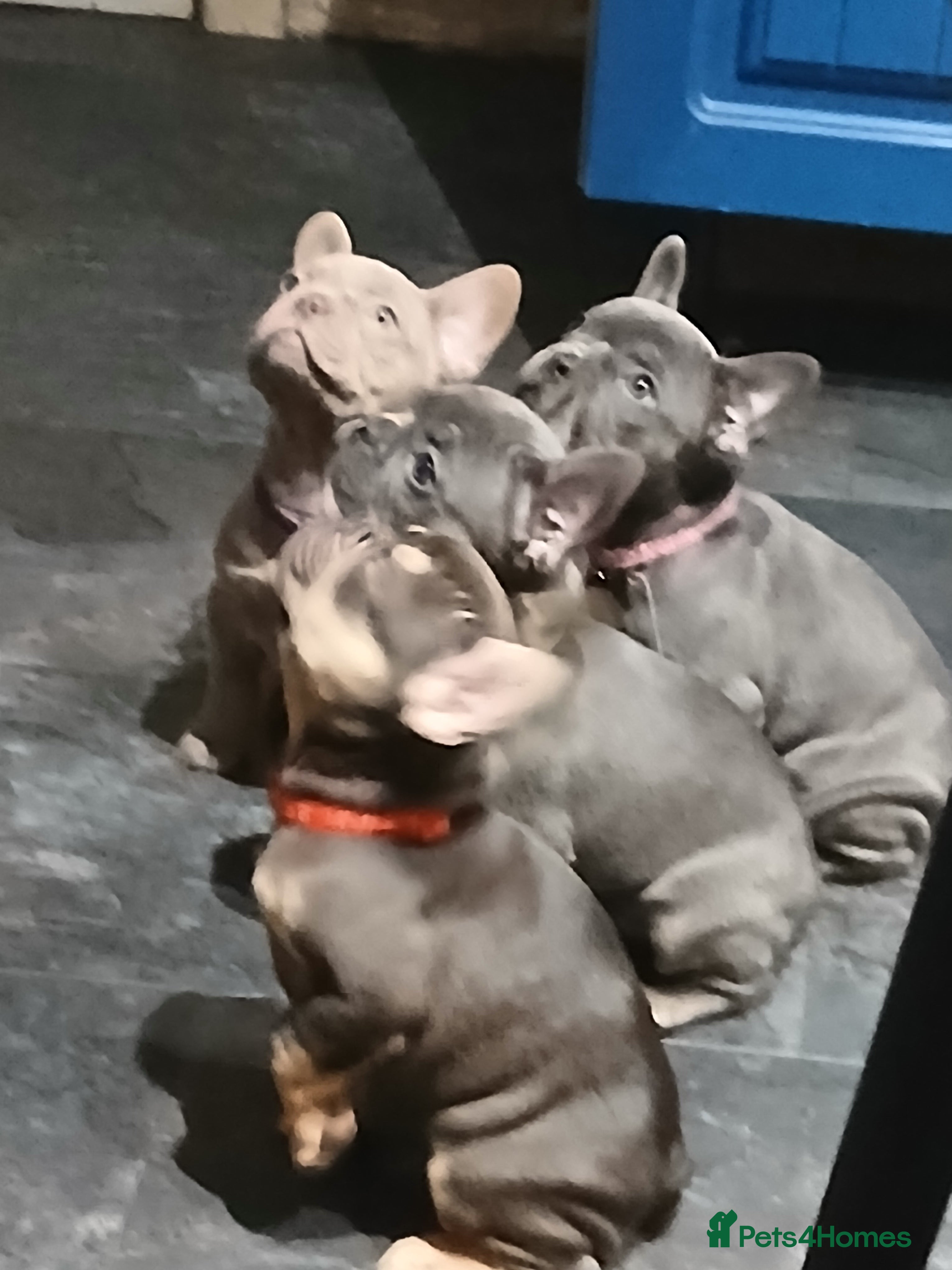 French Bulldog dogs French bulldogs puppies  - Advert 1