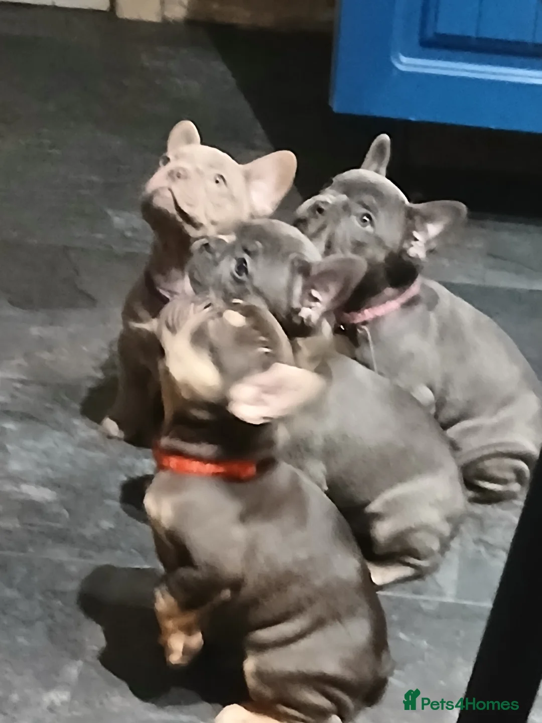 French Bulldog dogs for sale: French bulldogs puppies  - Advert 1