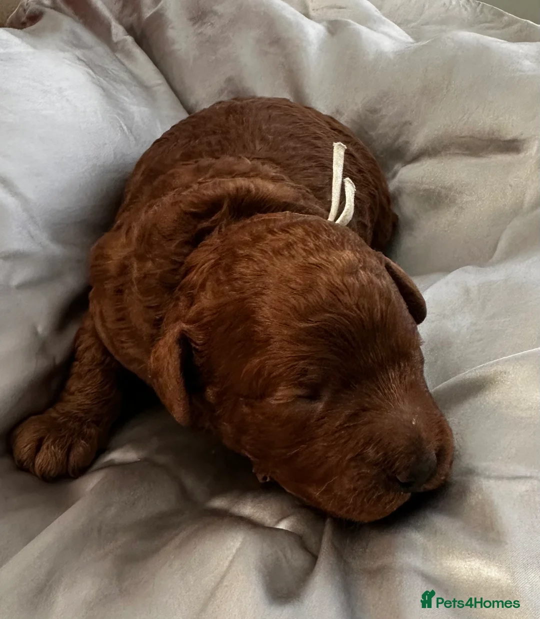 Miniature Poodle dogs for sale: Kc registered Red miniature poodles - Advert 17