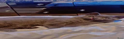 British Shorthair cats for sale: last beautiful male British Shorthair kitten - Advert 4