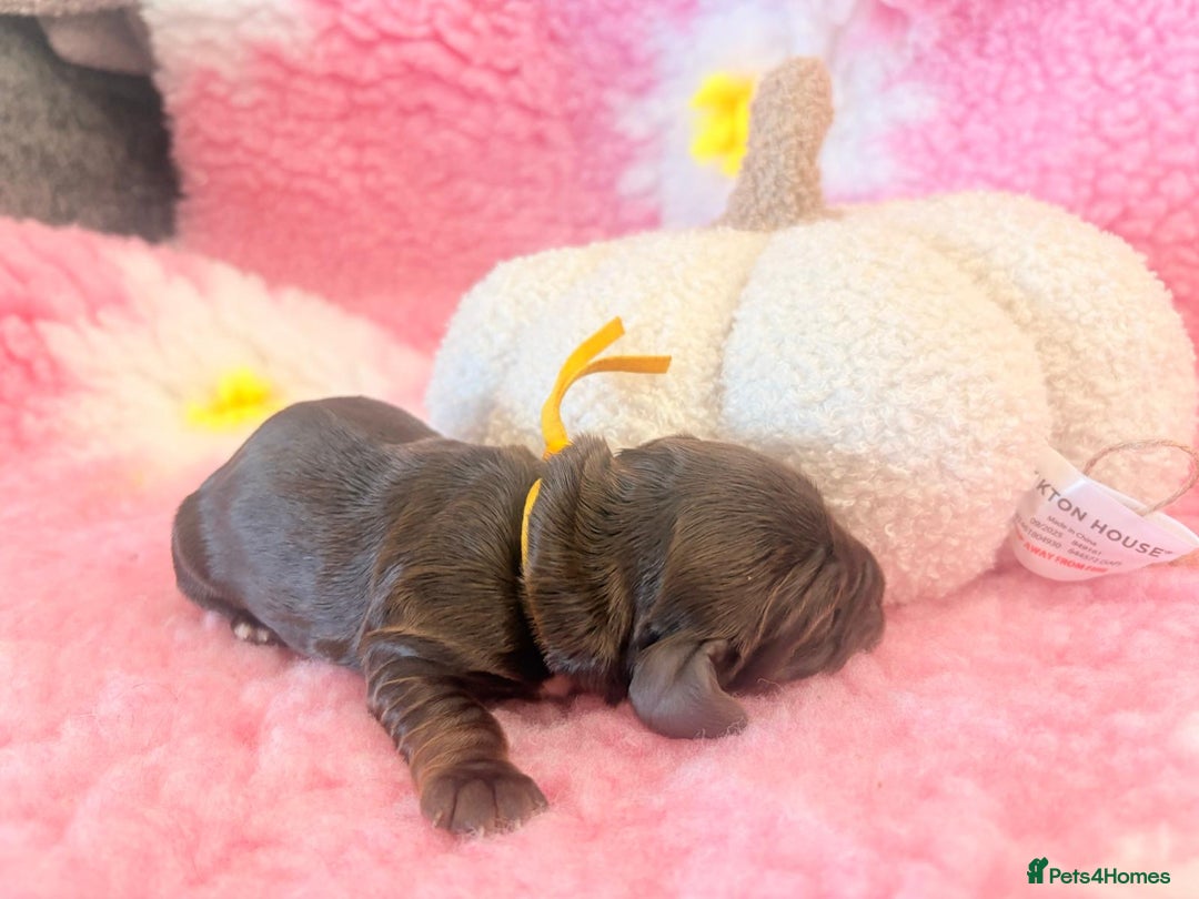 Cocker Spaniel dogs for sale: Stunning litter of show cocker spaniels  - Image 15