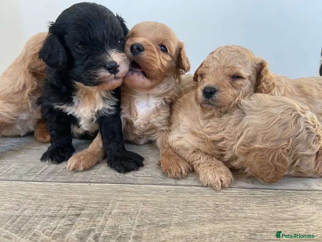 Cavapoo dogs for sale: F1 Health Tested Cavapoo Puppies  in Bridgnorth - Advert 2