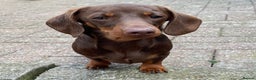 Miniature Dachshund dogs for stud: Mini Smooth Choc/Tan Male Dachshund (Stud only) - Advert 10