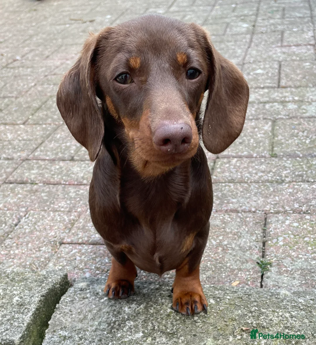 Miniature Dachshund dogs for stud: Mini Smooth Choc/Tan Male Dachshund (Stud only) - Advert 10