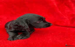 Cocker Spaniel dogs for sale: Working cocker spaniel puppies - Only 3x pups left - Image 30