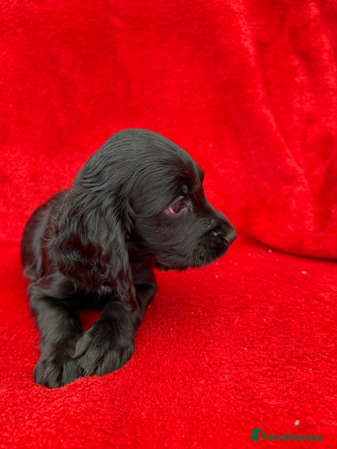 Cocker Spaniel dogs for sale: Working cocker spaniel puppies - Only 3x pups left - Image 30