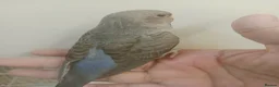 Budgerigars birds for sale: Black face blackwing violet budgie for sale  - Advert 4