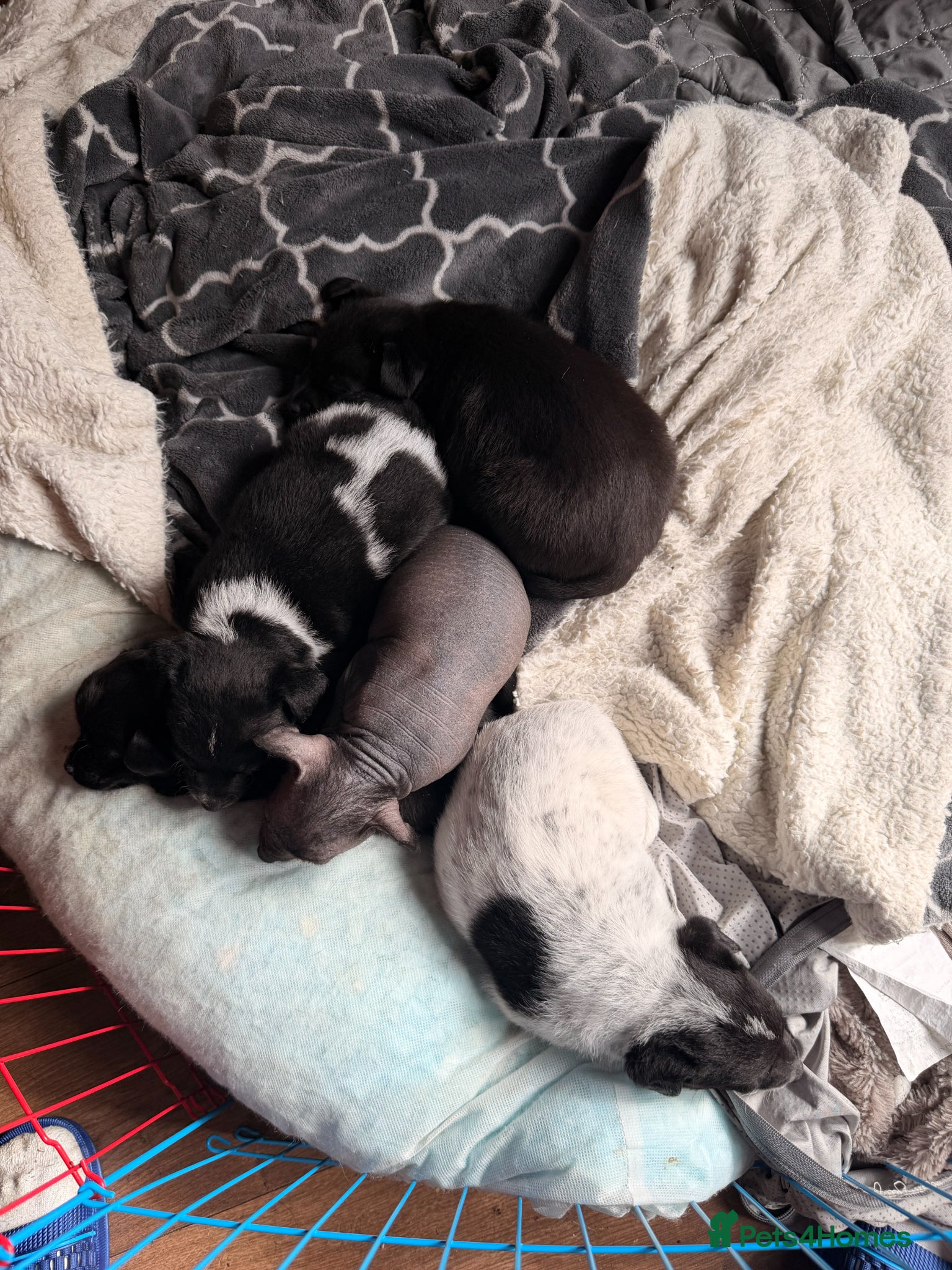 Mexican Hairless dogs for sale: Beautiful Mini Xoloitzcuintli Puppies  in Manchester - Advert 1