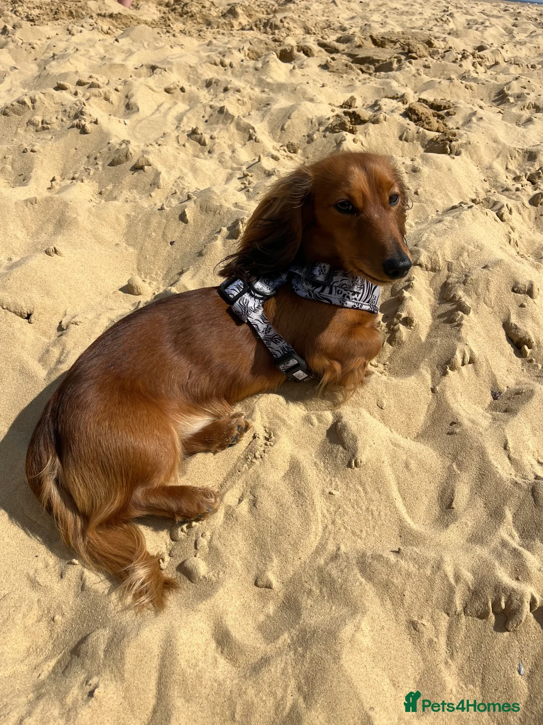 Miniature Dachshund dogs for stud: Miniature long haired dachshund boy  - Advert 1