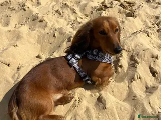 Miniature Dachshund dogs Miniature long haired dachshund boy - Advert 6