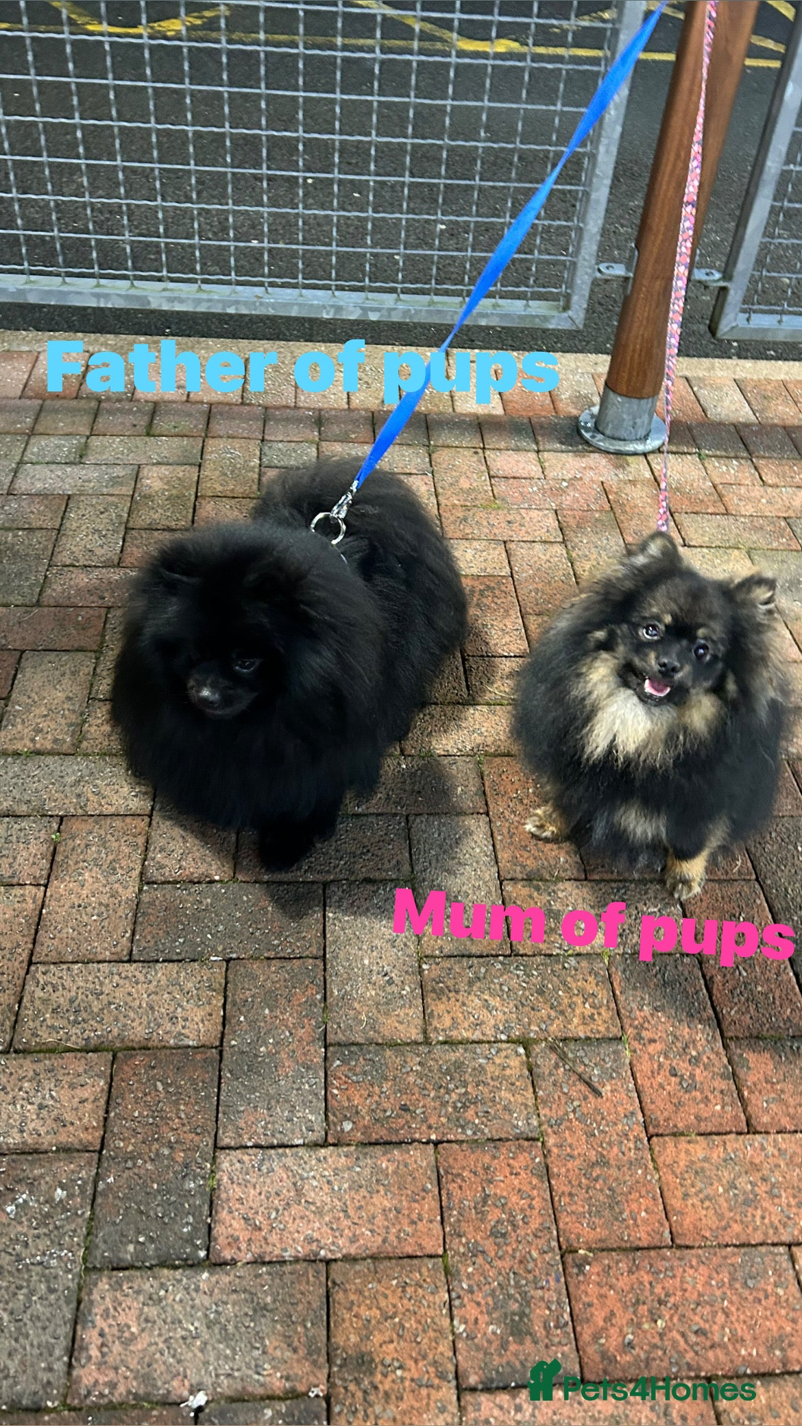 Pomeranian dogs Purebred fluffy Pomeranian puppies mum Russian! - Advert 18