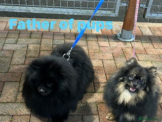 Pomeranian dogs Purebred fluffy Pomeranian puppies mum Russian! - Advert 13