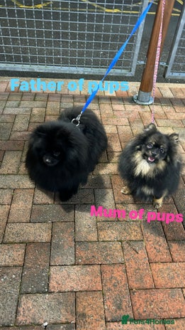 Pomeranian dogs Fluffy Purebred Pomeranian puppies mum Russian! - Advert 3