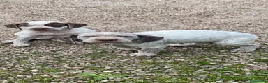 Braque du Bourbonnais Puppy 2