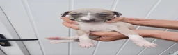 Whippet dogs for sale: Whippet Puppies - Advert 18