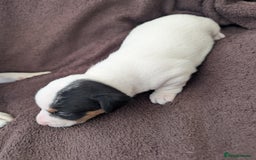 Jack Russell dogs for sale: Delightful Jack Russell Puppies  - Image 10