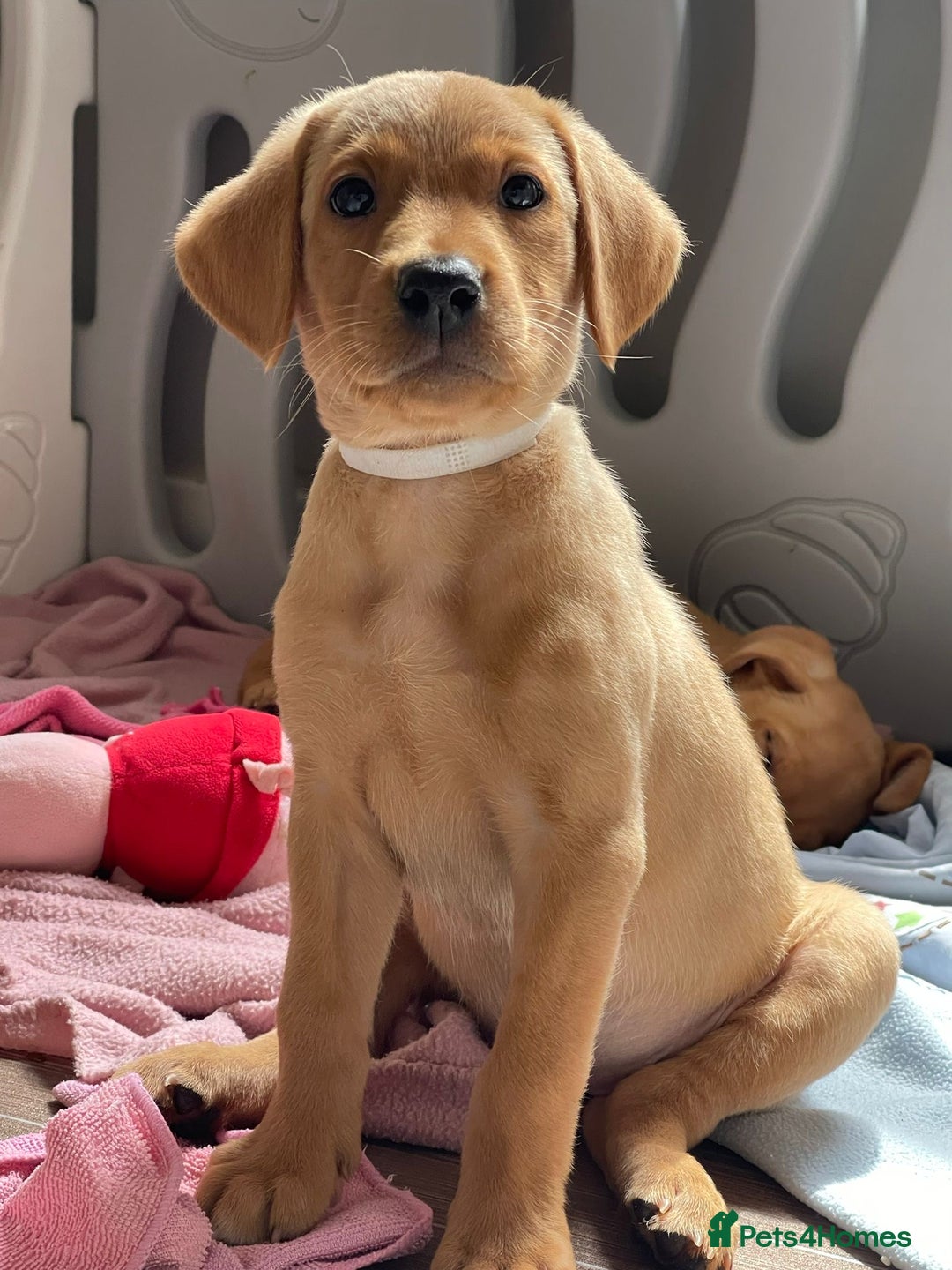 Labrador Retriever dogs for sale: KC registered Fox Red Labrador pup (last girl)🐾 in Saltcoats - Image 2