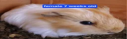 Guinea Pig rodents for sale: Guinea pigs  - Advert 2