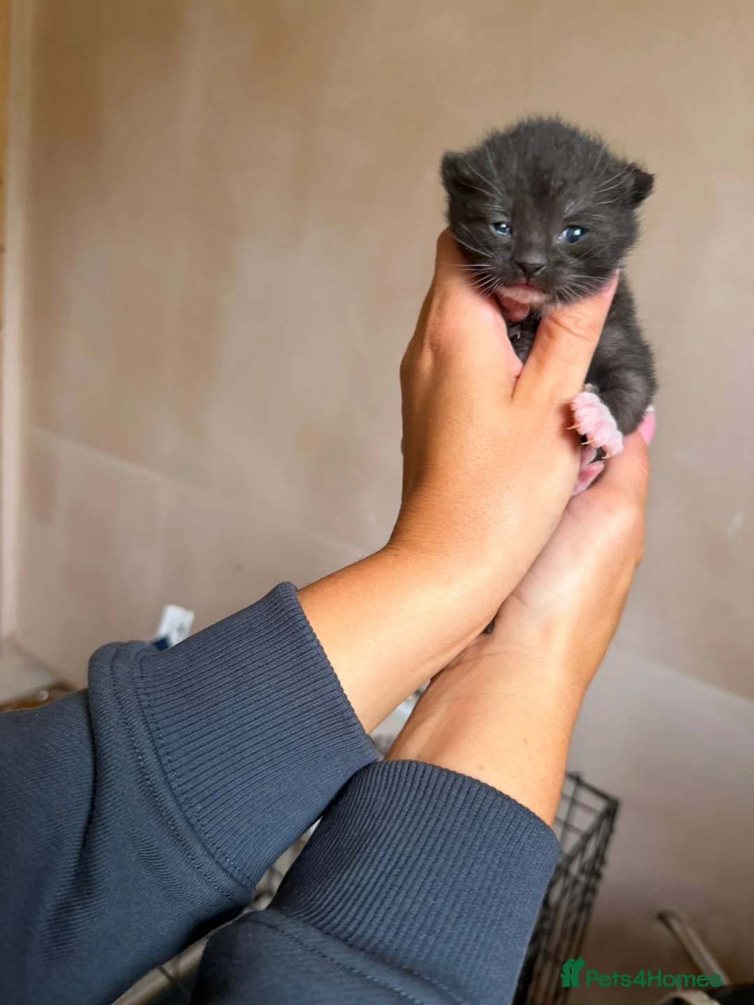 Mixed Breed cats for sale: British Shorthair Cross Kittens 🐱🐾 - Advert 7