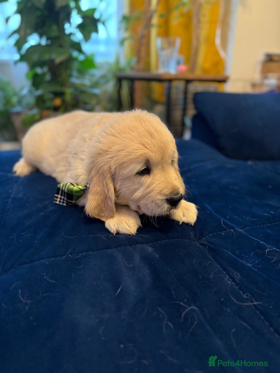 Golden Retriever dogs for sale: Beautiful Golden Retriever puppies KC - Advert 13