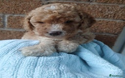Cockapoo dogs for sale: READY NOW 5* F2B Apricot Merle Cockapoos - Image 16