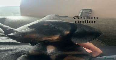 Dachshund dogs - Advert 2