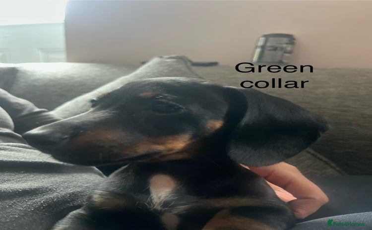 Dachshund dogs - Advert 1