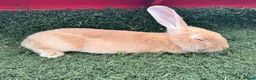 Continental Giant rabbits for sale: Giant conti with giant french lop - Advert 9