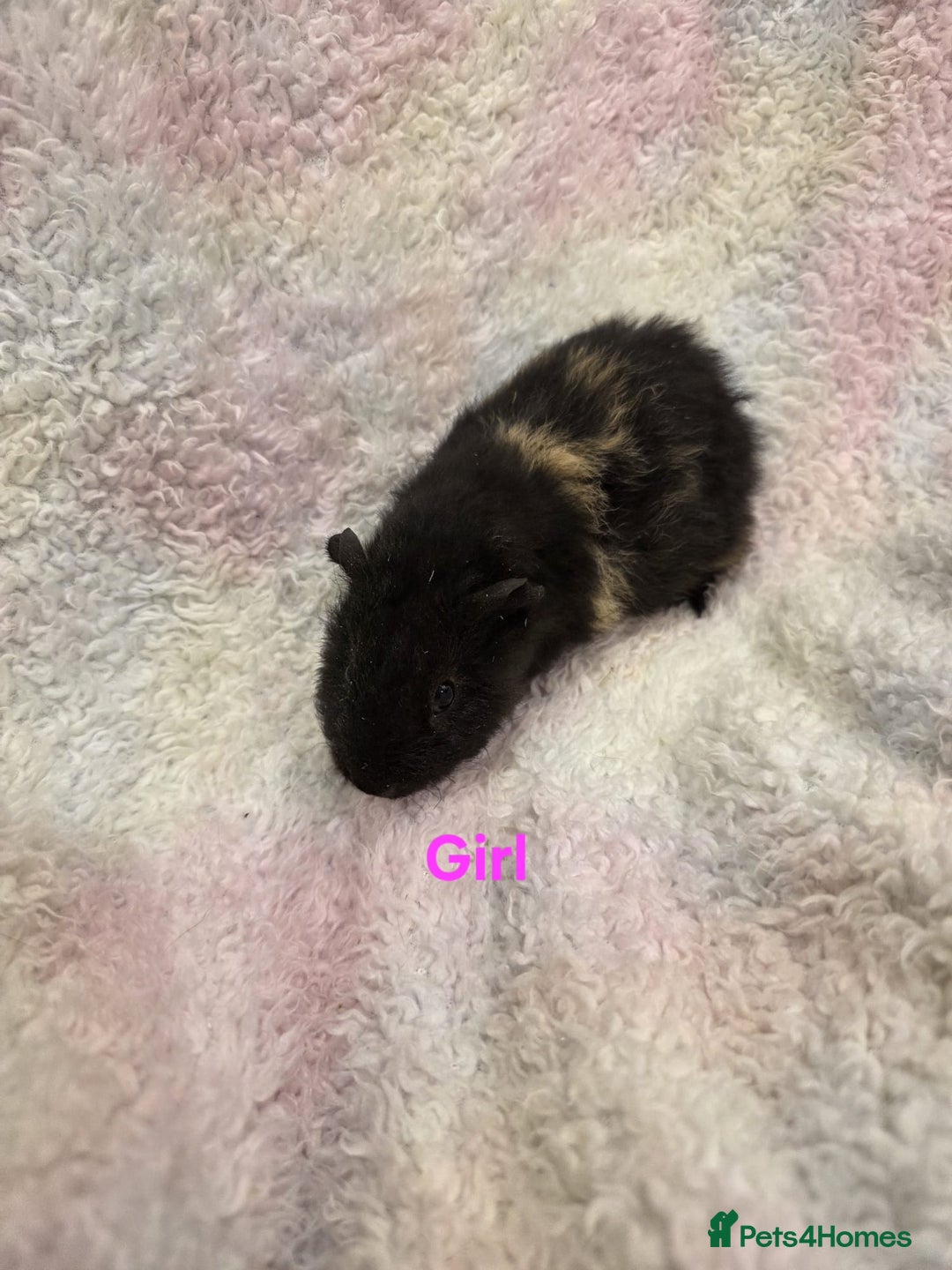 Guinea Pig rodents for sale: Baby Guinea Pigs for Sale 🐹 - Advert 6