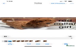 Cavapoo dogs for sale: Extensively DNA 200 tests BVA heart/eyes clear  - Image 15