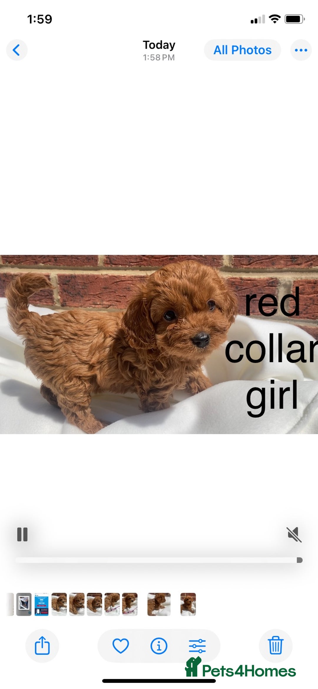 Cavapoo dogs for sale: Extensively DNA 200 tests BVA heart/eyes clear  - Image 15