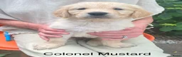 Golden Retriever dogs for sale: Puppies - Advert 6