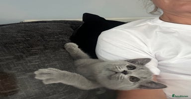 British Shorthair cats - Advert 12