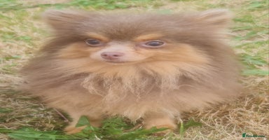 Pomeranian dogs - Advert 6