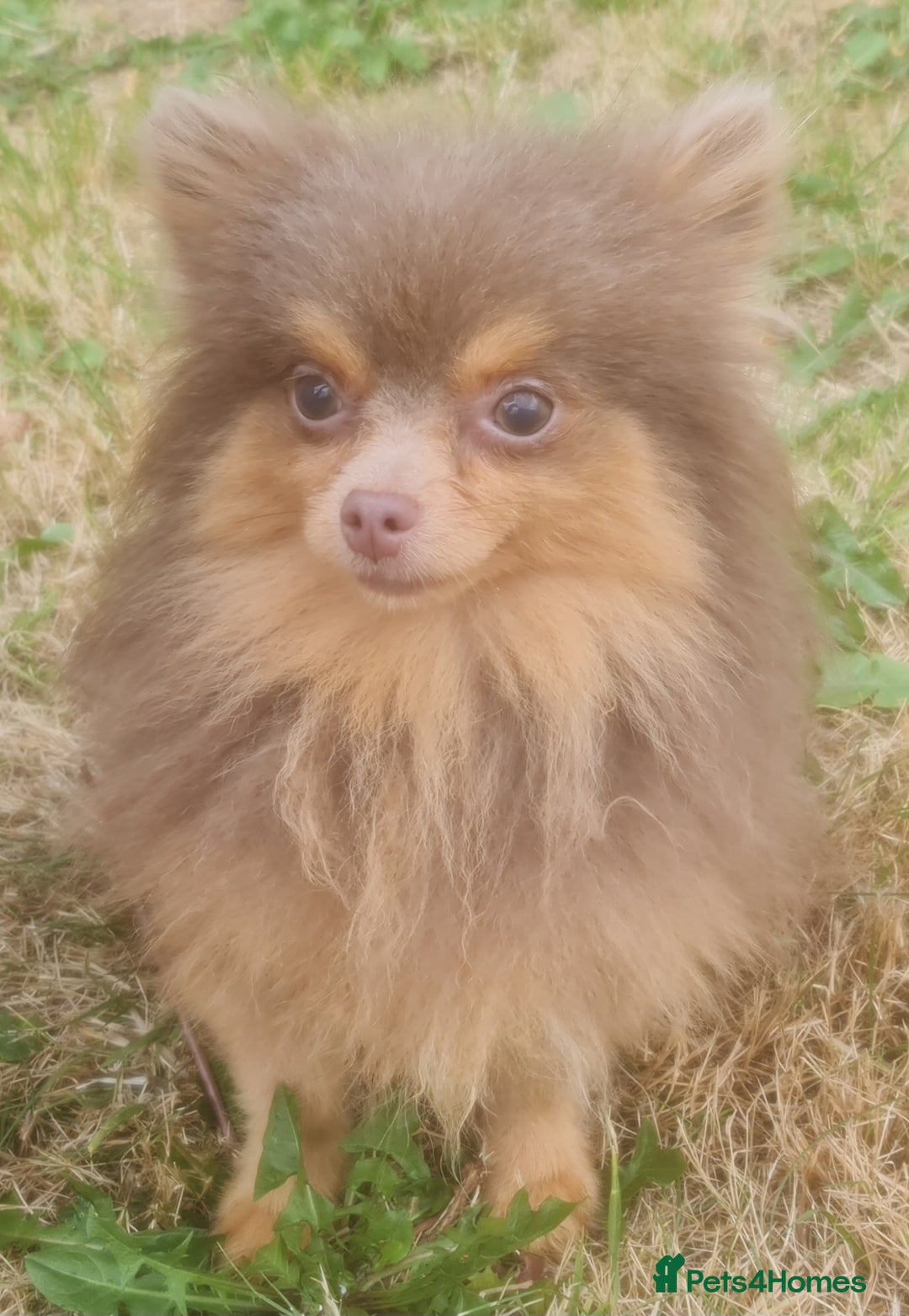 Pomeranian dogs for stud: Petite lilac and tan pomeranian for stud - Image 3