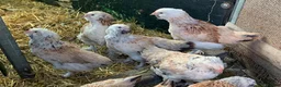 Chickens poultry for sale: Salmon Faverolle Hens for sale - Pure breed - Advert 3