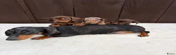 Miniature Dachshund dogs for sale: Dachshund puppies 2 boys 1 girl  - Advert 17