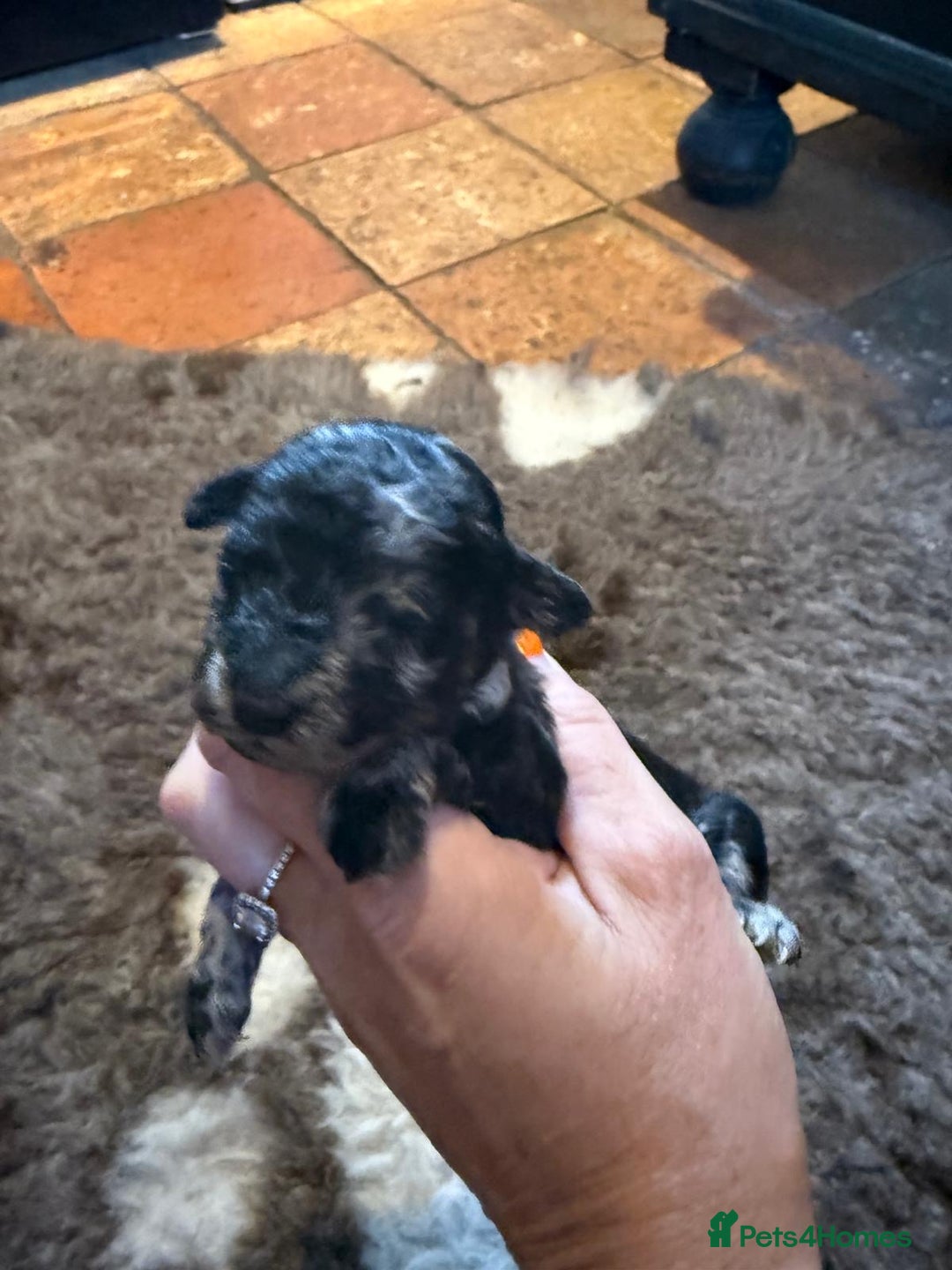 Toy Poodle dogs for sale: Pedigree Toy Poodle puppies, DNA tested parents - Image 26