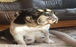 English Bulldog dogs for sale: 🐶❤️ Beautiful Bulldog Pups 7 Weeks Old 🐾🏡 - Image 9