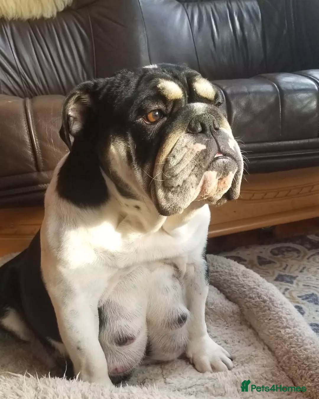English Bulldog dogs for sale: 🐶❤️ Beautiful Bulldog Pups 7 Weeks Old 🐾🏡 - Image 9
