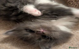 Maine Coon cats for sale: 3 maine coon cross kittens  - Image 2