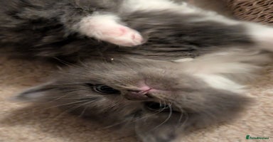 Maine Coon cats - Advert 6