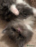 Maine Coon cats - Advert 9