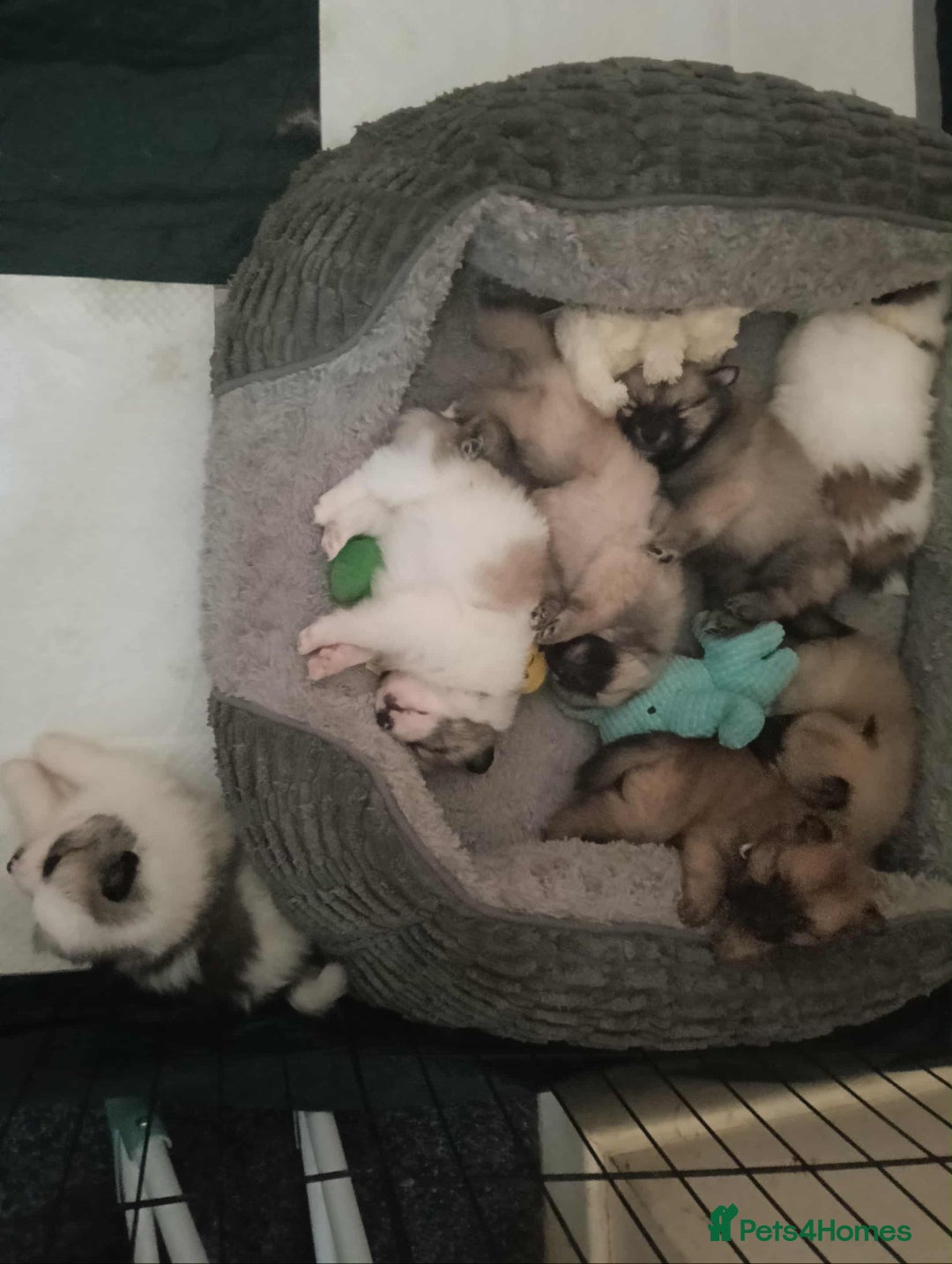 Pomeranian dogs for sale: Pomeranian puppies looking for their forever homes - Image 1